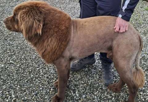 El “león” que asustó a la policía de Irlanda resultó ser un perro llamado Mouse