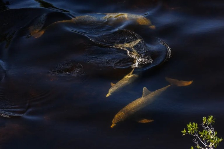 Foraging Bottlenose Dolphins: Un grupo de delfines mulares busca activamente alimento en los arroyos bordeados de manglares de Shark River Slough, en el sur de los Everglades, Florida.
