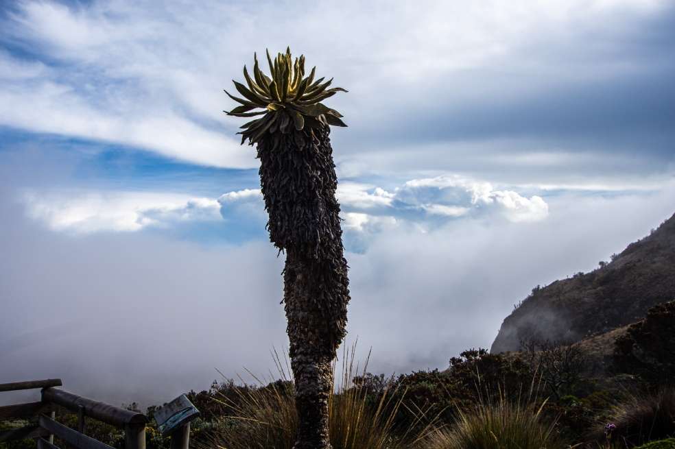 Cuatro de los cinco pozos que quiere explorar la CHEC están a menos de un kilómetro del Parque Nacional Natural Los Nevados.