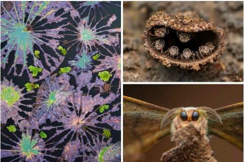 En fotos: estos son los ganadores del concurso Fotógrafo de Primer Plano del Año