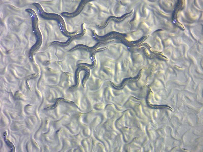 Imagen de los "Caenorhabditis elegans".