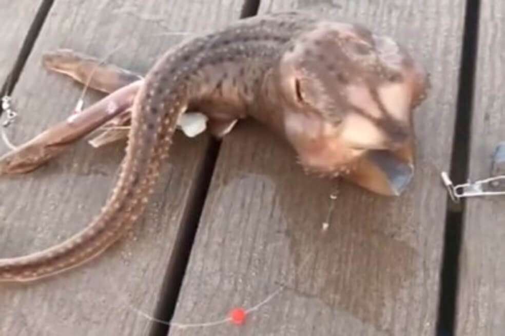 Hay gente que especula en que el "Demogorgon" es en realidad una serpiente que se acabó de comer a una ardilla. / Twitter
