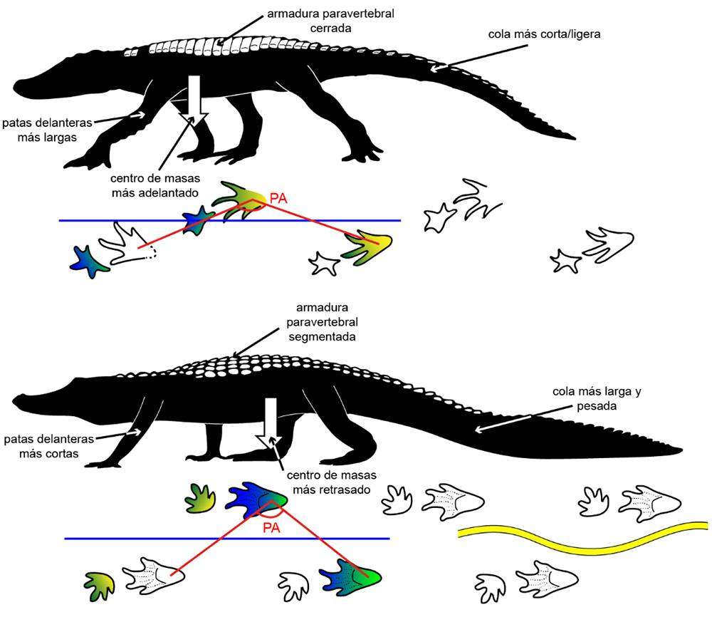 Diferencias entre un Crocodylopodus (arriba) y un cocodrilo actual (abajo).