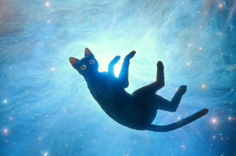 “Flow”, las lecciones de un gato en un mundo con los humanos a la sombra