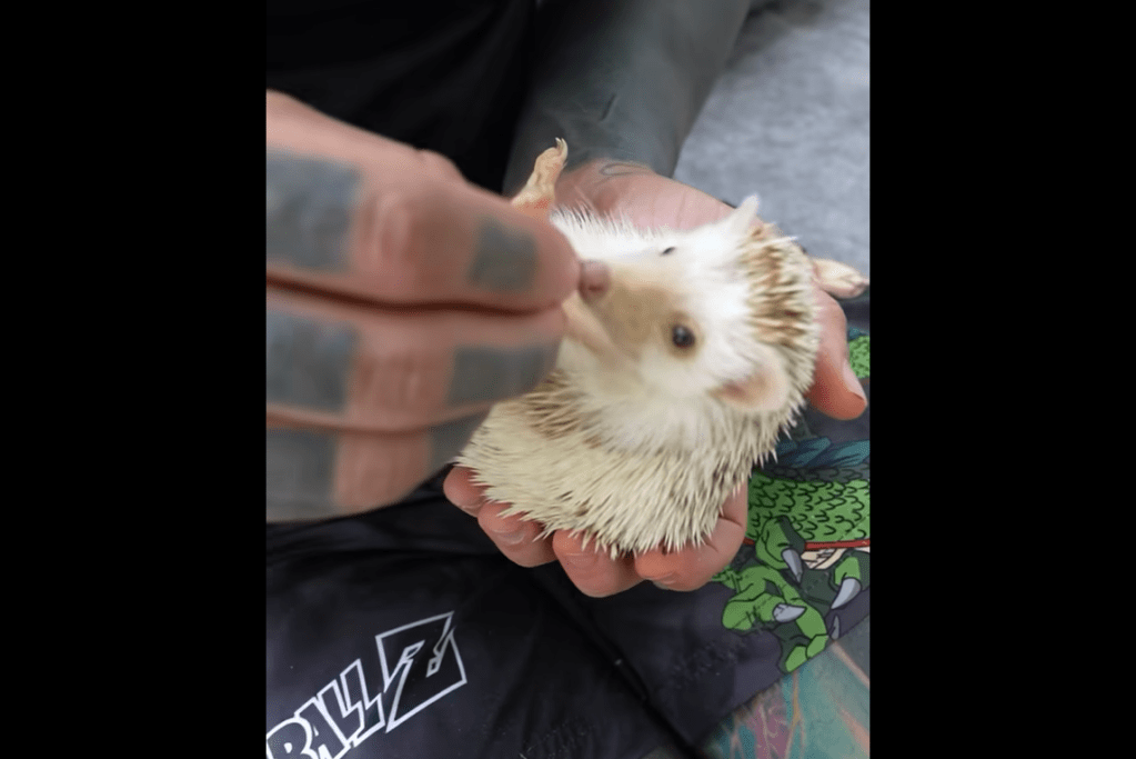 Yeferson Cossio mostró los exóticos animales que tiene en su casa