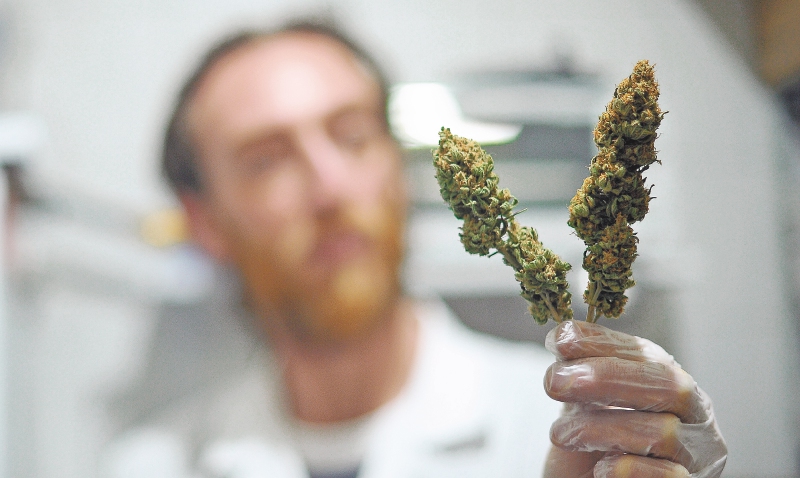 En Colombia ya se aprobaron cuatro licencias para producir marihuana medicinal. / Cristian Garavito