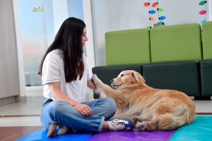Perros ayudan a sanar: el impacto de la terapia asistida con animales en la salud mental