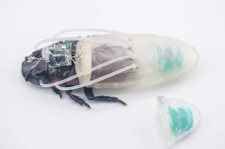Científicos crean un “traje de buceo” que le permite a las cucarachas caminar bajo el agua