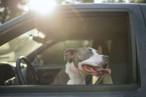 “Yo no estaba conduciendo”: conductor ebrio puso a su perro a manejar para evitar multa
