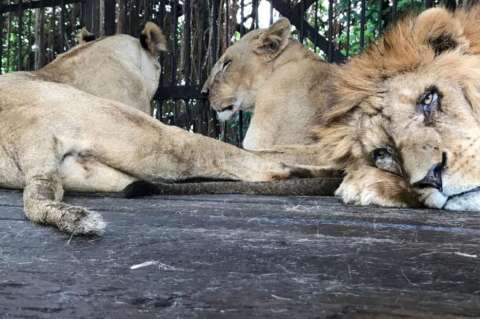 Seis leones dejados en el Atlántico serán llevados a México