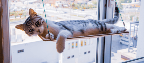 ¿Cuál es la mejor raza de gato para tener en casa?