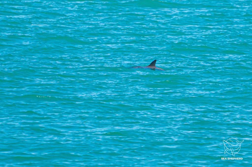 vaquitas marinas, especie en peligro de extinción