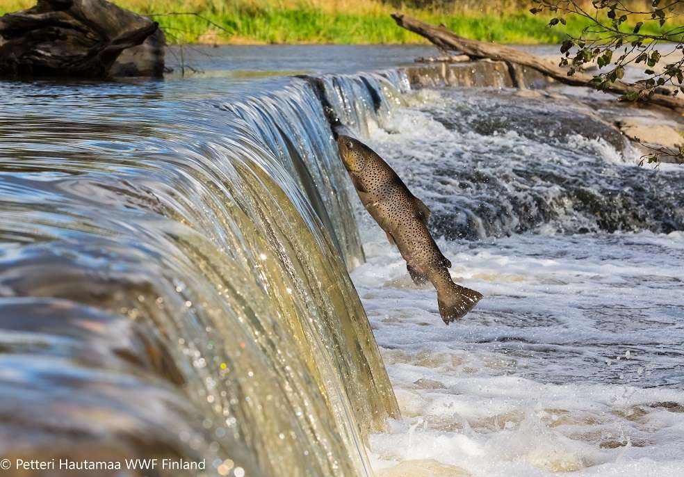 Peces migratorios