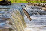 Las especies de agua dulce están disminuyendo a un ritmo alarmante