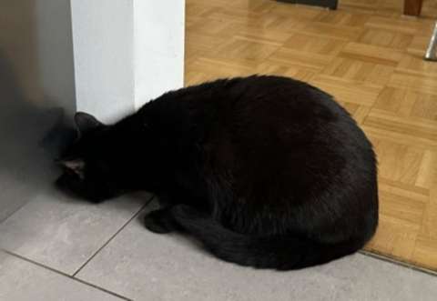 Sus gatos actuaban de forma extraña y esta fue la inesperada razón: se hizo viral