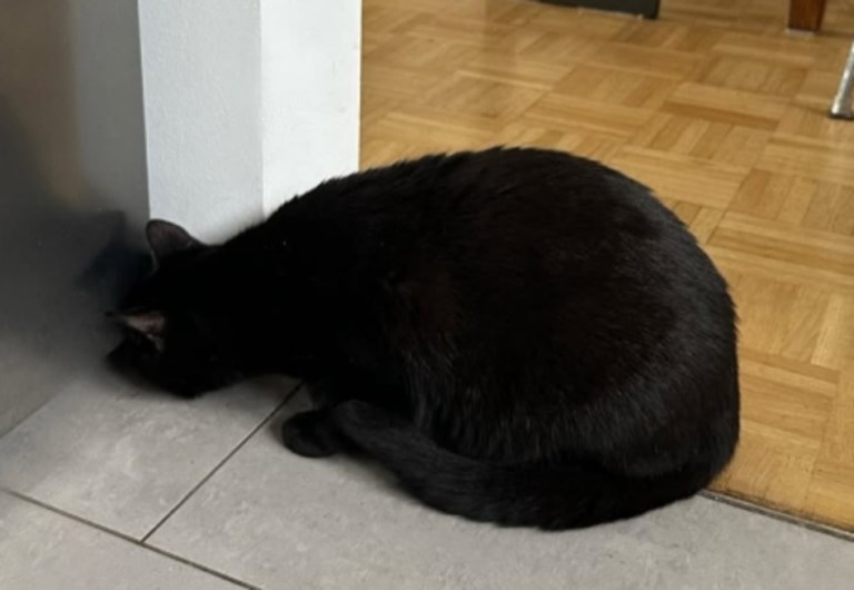 Sus gatos actuaban de forma extraña y esta fue la inesperada razón: se hizo viral