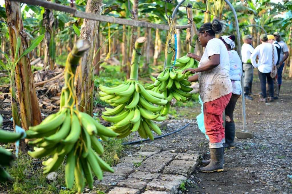 Grupo Éxito le compró 10.000 kilos de plátano a Asopradcur (Asociación de Productores Agropecuarios de la Cuenca del Curvarado), ubicada en Belén de Bajirá.
