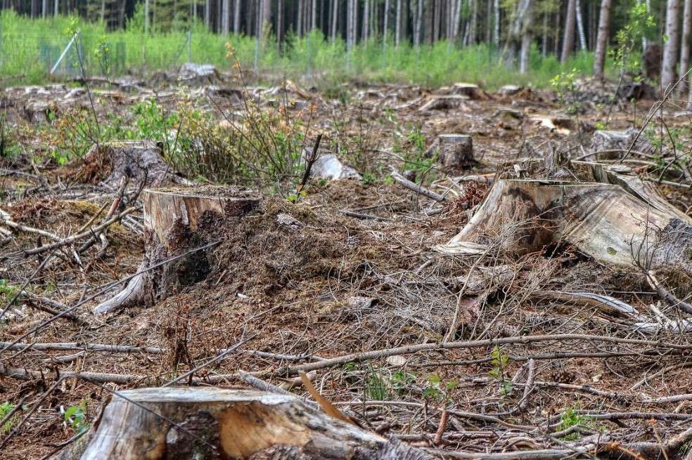 Los sectores que reciben más subsidios perjudiciales para el ambiente son los combustibles fósiles, la agricultura y el manejo de bosques.