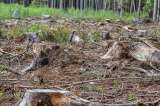 Desde Colombiamoda hacen llamado a proteger los bosques de Colombia