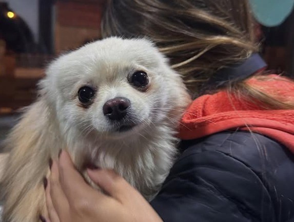 Se roban mascotas en Bogotá para revenderlas: una práctica cruel y en aumento