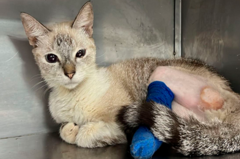 Rescatan a gata de un presunto falso veterinario en Cali, ¿cómo lo hicieron?