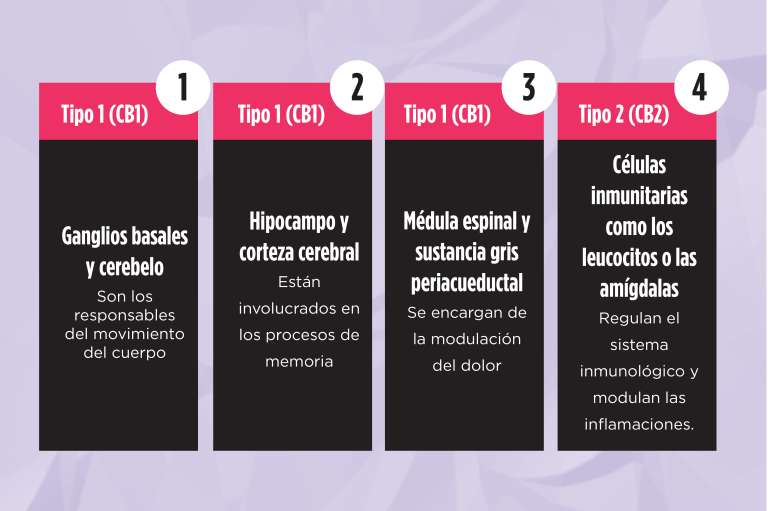 Estas son las partes del sistema nervioso que componen el sistema endocannabinoide.