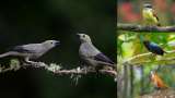 La apuesta por grabar el canto de las aves para darle vida a Macondo en Netflix