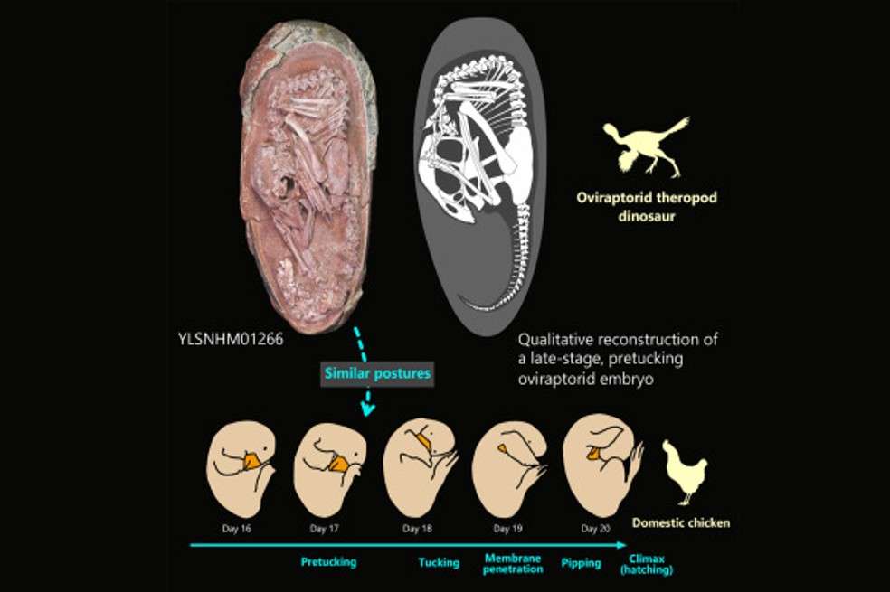 Características de un oviraptórido.