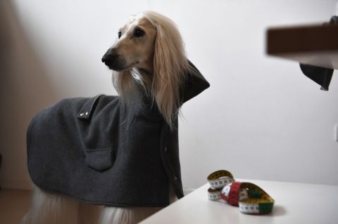 Alta costura para perros