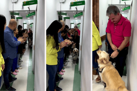 [Video] Perro héroe recibió ovación de pie en hospital tras salvar a su dueño