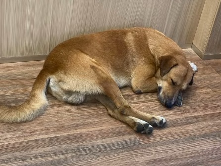 Jadel visitaba todos los días una joyería, hasta que un día llegó herido y su vida cambió