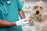 En Cúcuta más de 85 mil perros y gatos serán vacunados contra la rabia