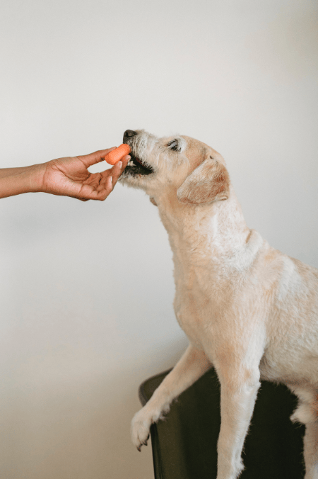 ¿Por qué tu perro no quiere comer? Acá te dejamos algunas razones