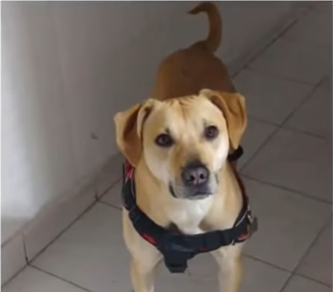 Ella es Mona, la perrita que, al parecer, fue maltratada.