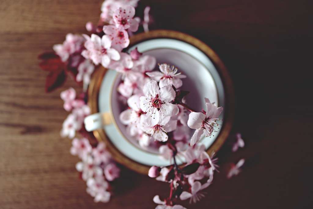 Cinco formas de preservar una flor