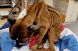 Cárcel y 15 años sin animales por dejar a su perro en estado de desnutrición