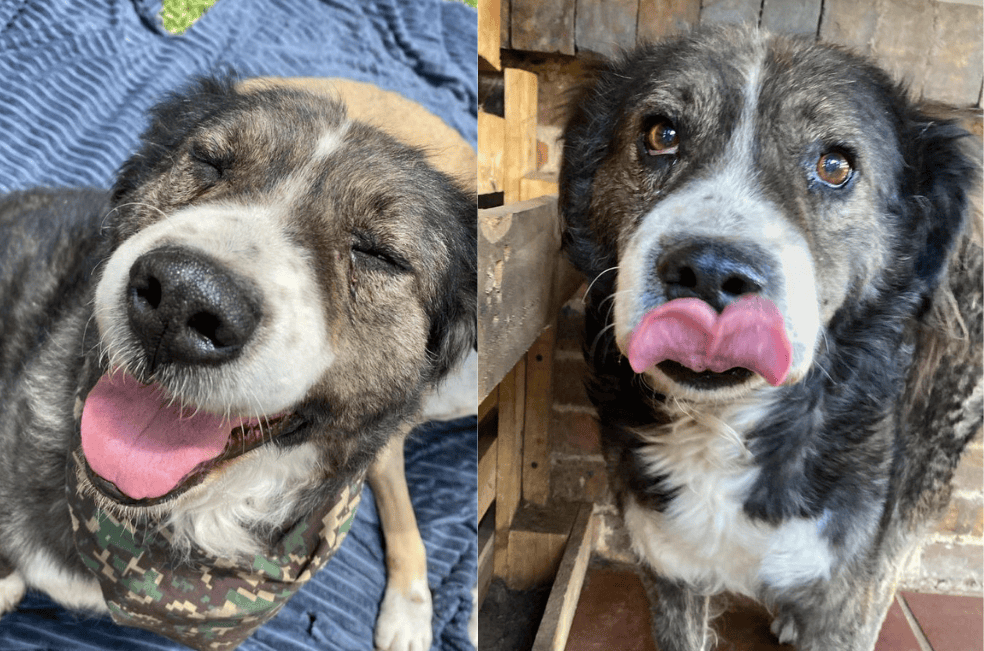 La espera de Gastón, el perrito que lleva más de un año buscando un hogar