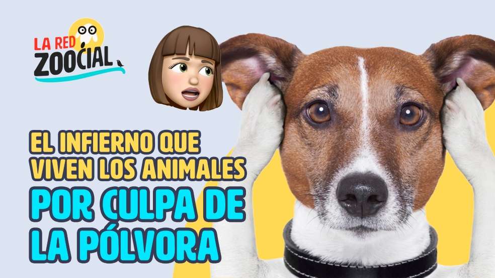 Mascotas pólvora 2020