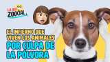 Mire lo que le hace la pólvora a las mascotas