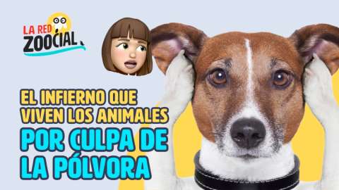 Mire lo que le hace la pólvora a las mascotas