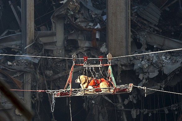 Así fue la labor de los perros de rescate tras la caída de las Torres Gemelas