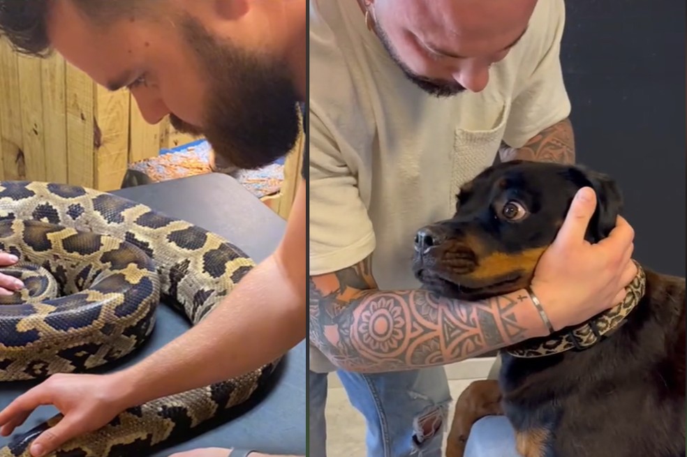 Quiropráctica en animales