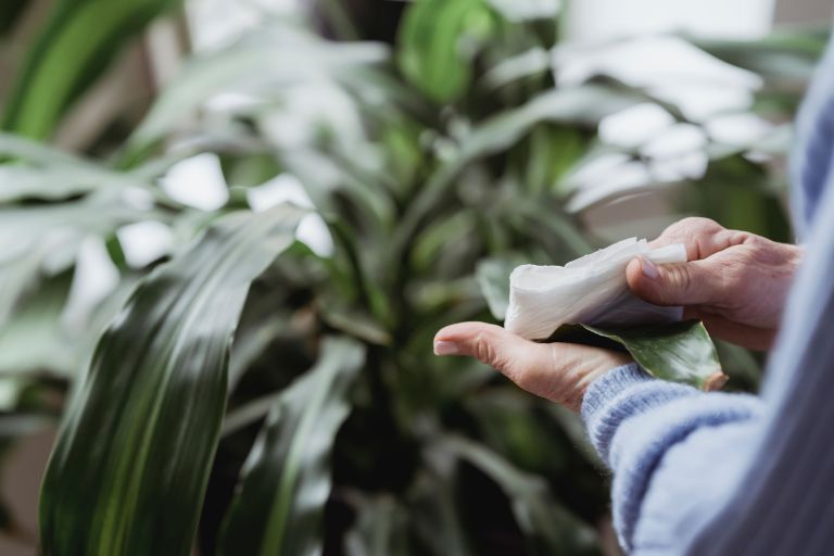 ¿Cómo limpiar las hojas de las plantas sin dañarlas? Estos son algunos trucos