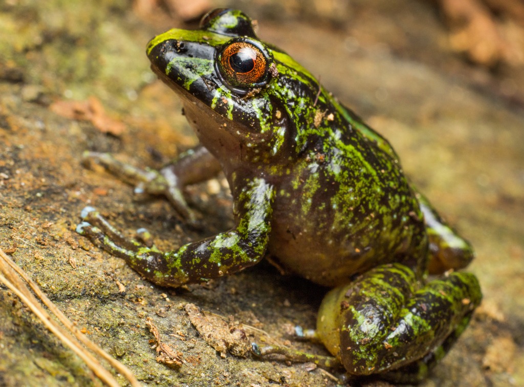 Serranobatrachus carmelitae (Ranita de lluvia de ojos rojos, en la Sierra Nevada de Santa Marta). // Foto por Andrés Montes-Correa