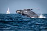 Estudio advierte que ballenas y tiburones están amenazados por contaminación de microplásticos