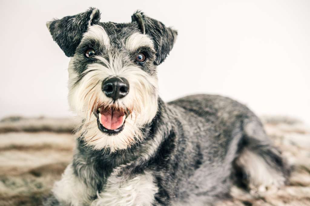 Schnauzer miniatura