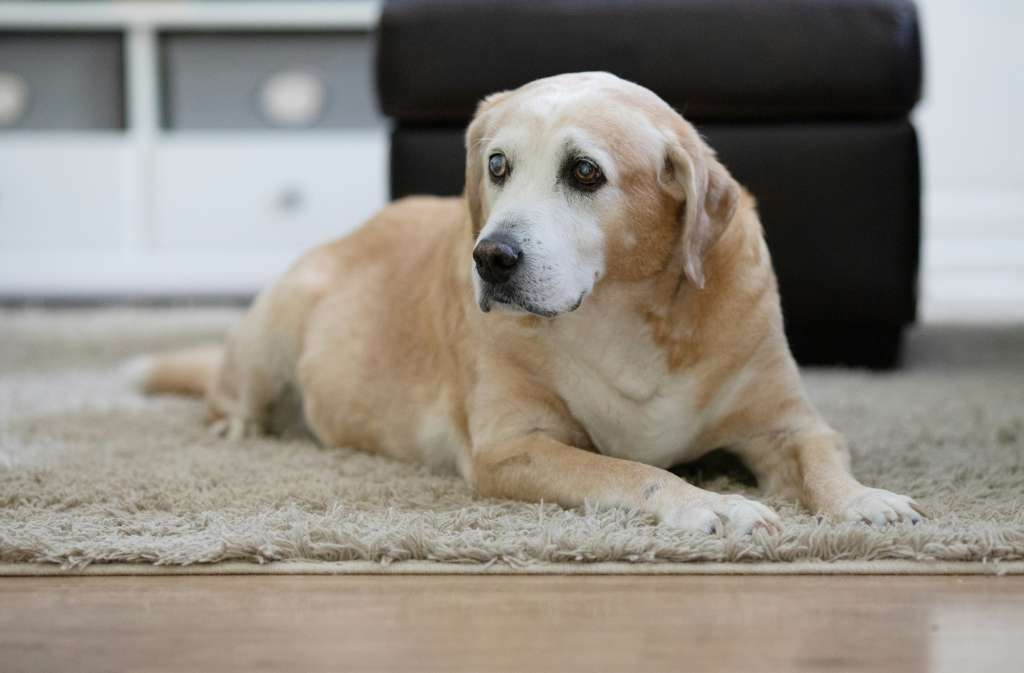 ¿Cómo saber si mi perro viejo está sufriendo?