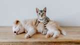 ¿A los gatos y perros les da frío?