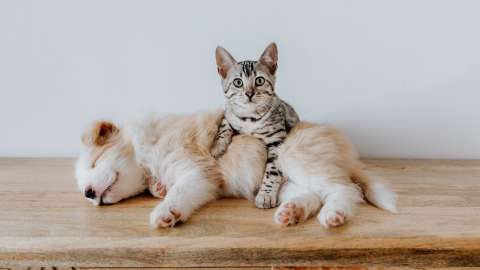 Beneficios y responsabilidades de adoptar una mascota