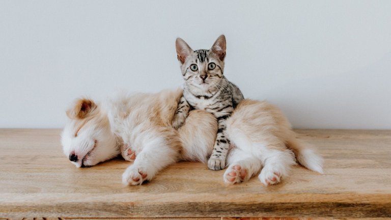 ¡Esterilización gratis! Bogotá inaugura centro especializado para perros y gatos